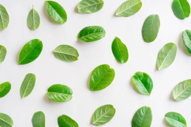 Yeşilden bir yaratıcı düzen bırakır, doğa kavramı, yaratıcı flatlay 