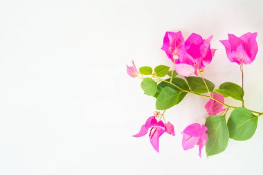 Beyaz arka plan üzerinde izole düz yatıyordu taze bougainvillea çiçek