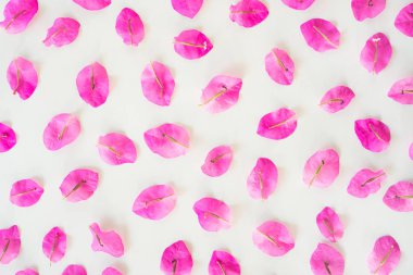 Beyaz arka plan üzerinde izole düz yatıyordu taze bougainvillea çiçek