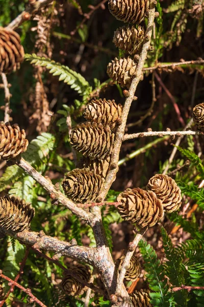 Several Pine Cones Tree — Stock Photo, Image