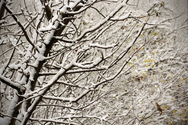 the beginning of winter in the branches and leaves covered with snow