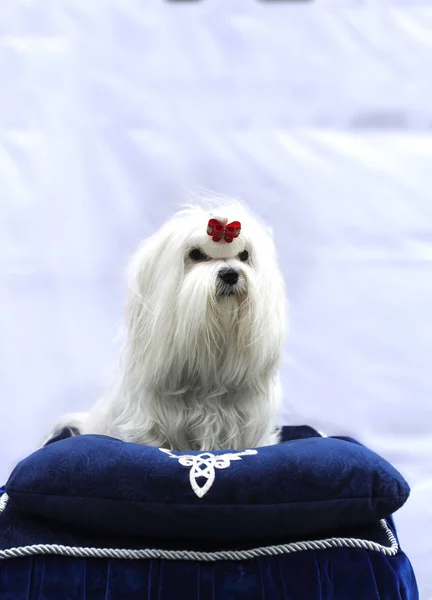 Dog of white lap dog with a hairdress sits on a pillow of blue color portrait