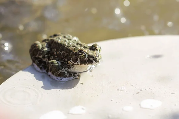 the frog sits in the sun near the water