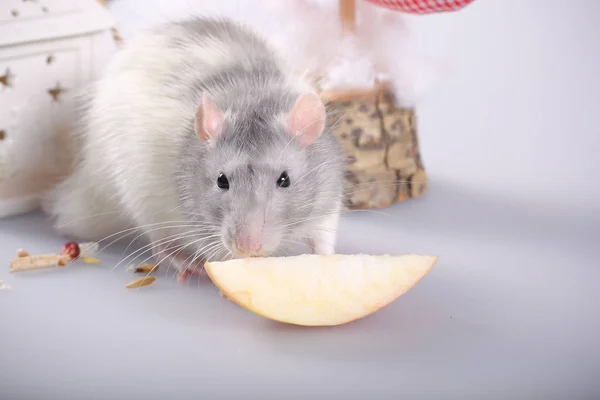 rat gray sits on a white background