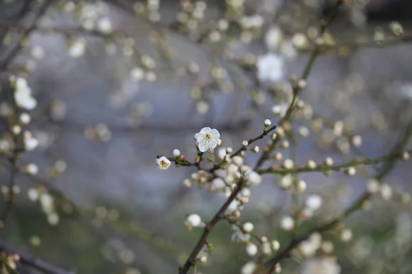 flowering trees grow in the spring in nature