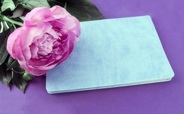 Mücevher için mor arka plan üzerinde Gül şakayık.