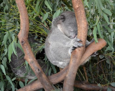 Okaliptüs ağacı üzerinde oturan koalas uyku