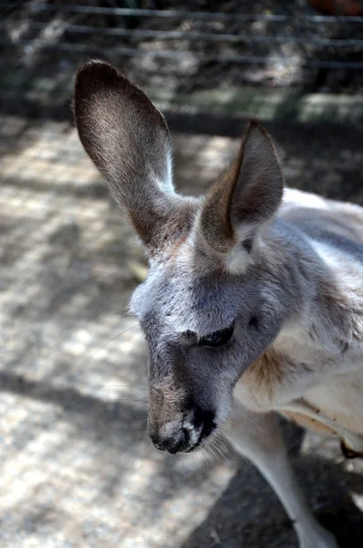 Canguro grigio orientale — Foto Stock