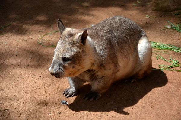 Australian common wombat — Stock Photo, Image