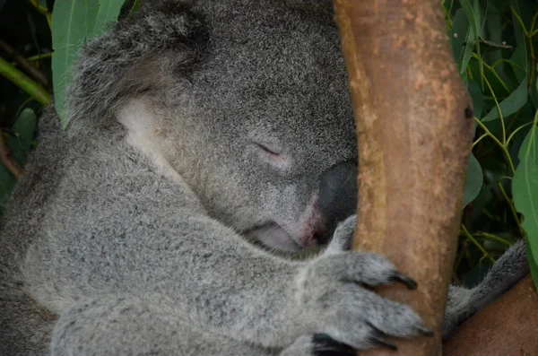Slapende koala zittend op de eucalyptus boom — Stockfoto