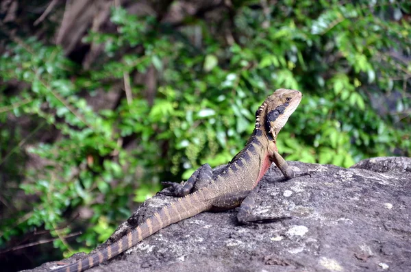 Australian Eastern Water Dragon — Stock Photo, Image