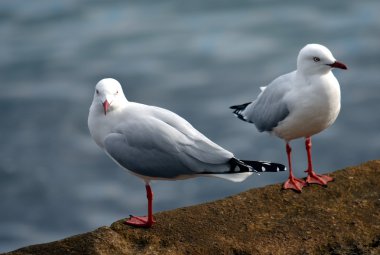 Taşlı iskelede duran martılar