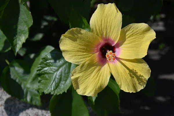 Fleur Jaune Fleurissant Dans Jardin Feuilles Vertes Bokeh Fond Vert — Photo