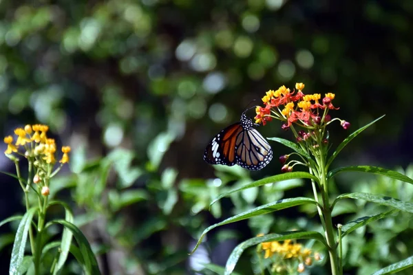 オレンジ色と黄色の花が庭に咲きます 緑を葉します 背景のボケ味緑 — ストック写真