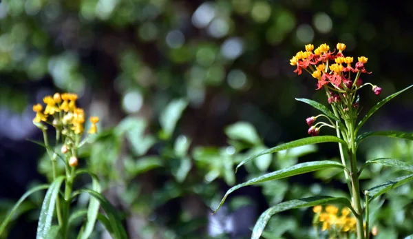 Orangefarbene Und Gelbe Blumen Blühen Garten Grüne Blätter Bokeh Grüner — Stockfoto