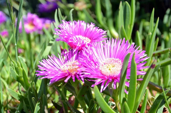 Schöne rosa Blüten — Stockfoto