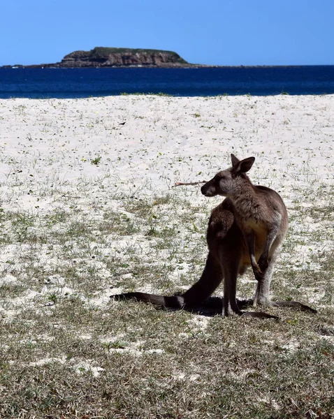 Aranyos kíváncsi kenguru — Stock Fotó