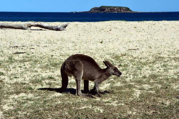 Aranyos kíváncsi kenguru — Stock Fotó