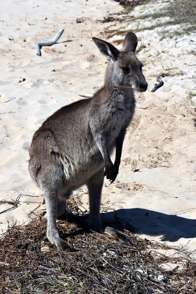 Schattig nieuwsgierig kangoeroe — Stockfoto