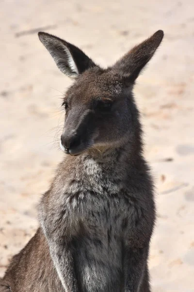 Schattig nieuwsgierig kangoeroe — Stockfoto