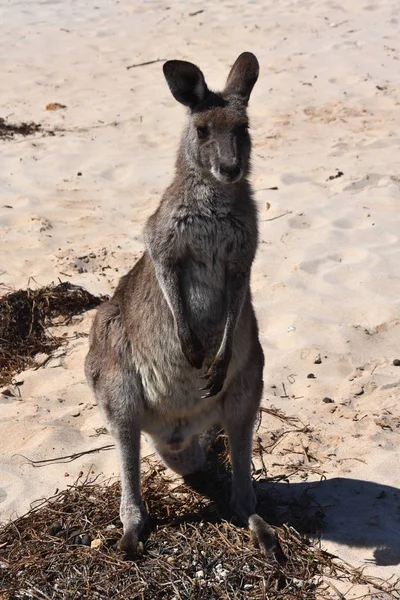 Schattig nieuwsgierig kangoeroe — Stockfoto
