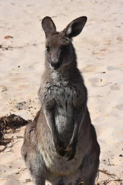 Милый любопытный кенгуру — стоковое фото