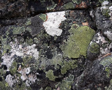 Yosun kaya yüzeyi yakından.