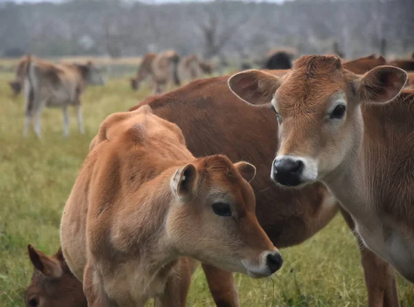 Vacas en el corral de pastos . — Foto de Stock