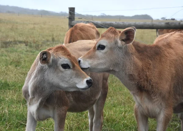 Vacas en el corral de pastos . — Foto de Stock