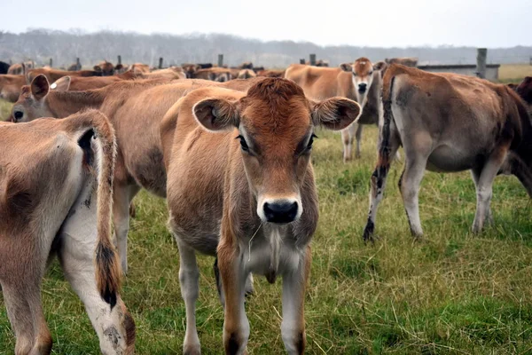 Vacas no curral de pasto . — Fotografia de Stock