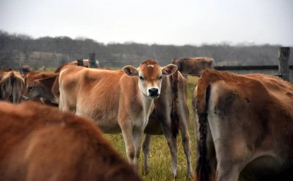 Vacas en el corral de pastos . — Foto de Stock