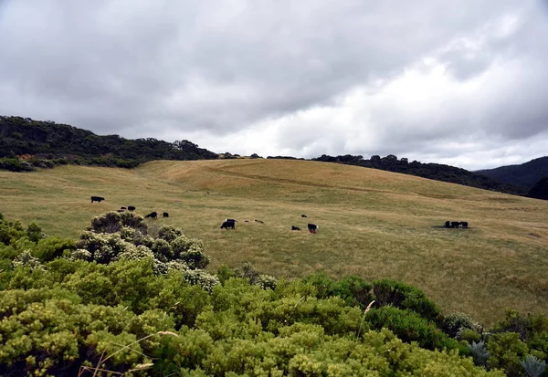 Broad panorama of the countryside in Victoria — Stock Photo, Image