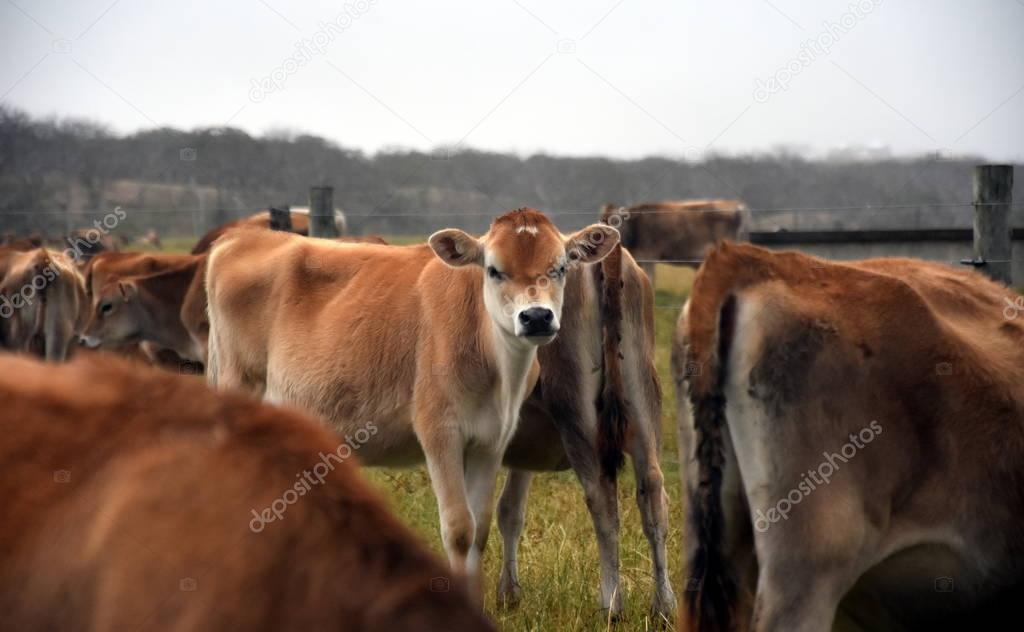 Cows in the Pasture Corral.