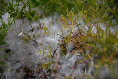 Krummenacher veya tüy çim yakın arka plan. Kıllı bitki kıllı bitki aile makro doğa arka plan beyaz.