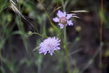 Yeşil yaprakları ile mor çiçekler. Mor çiçekler bir detay ile basit doğal arka plan.