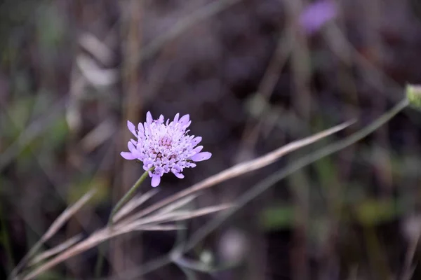 Violette Blume Mit Grünen Blättern Einfache Natürliche Hintergrund Mit Einem — Stockfoto