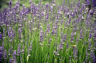 bal arısı toplama nektar 