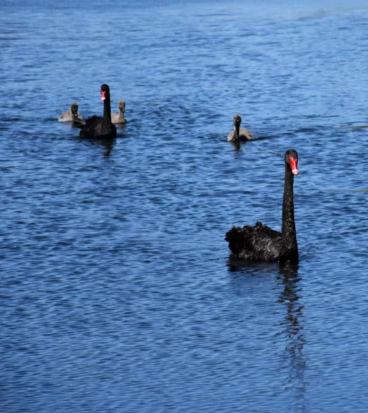 Belos cisnes negros — Fotografia de Stock