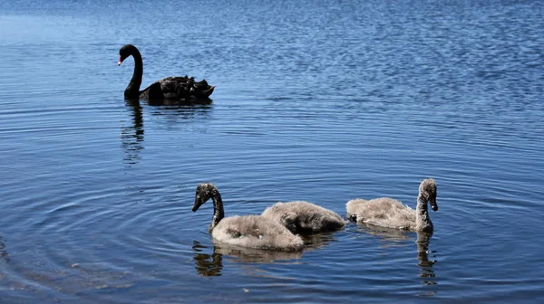 Beautiful black swans