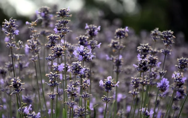 Cultivando flores de lavanda púrpura en un campo . — Foto de Stock