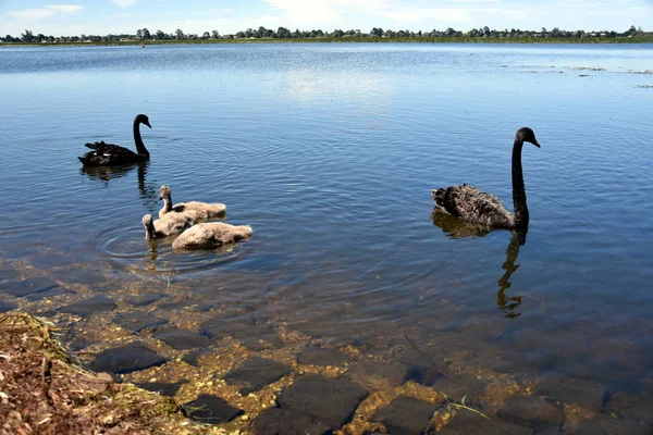 Belos cisnes negros — Fotografia de Stock