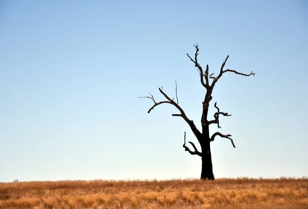 Árbol seco de pie solo — Foto de Stock