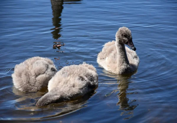 Beautiful black swans