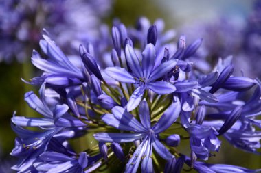 Güzel bahar çiçekleri 