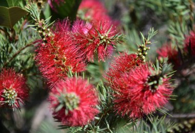 ortak kırmızı çiçekler