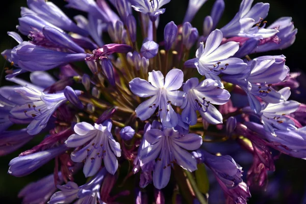 Bellissimi fiori primaverili — Foto Stock