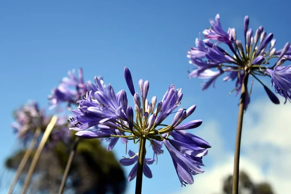 Belles fleurs printanières — Photo