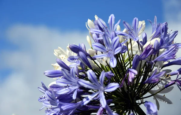 Belles Fleurs Printanières Modèle Fleurs Bleues — Photo