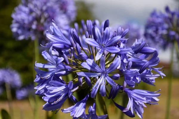 Belles Fleurs Printanières Modèle Fleurs Bleues — Photo