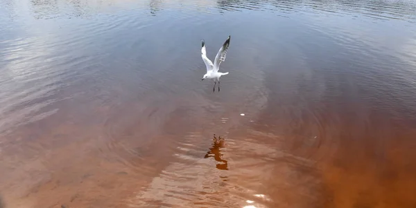 Gaivota voando sobre o mar — Fotografia de Stock